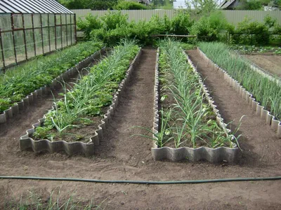 Прогрессивное огородничество: как сделать узкие грядки на даче и собирать  богатые урожаи? | Наша Дача | Дзен