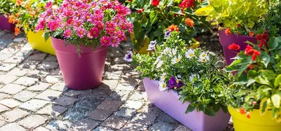 Стильные и практичные вазоны для вашего сада. Как их подобрать? - Лента  новостей Крыма