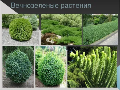 Вечнозеленые растения