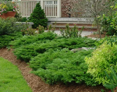 Вечнозелёные кустарники для сада: что выбрать — Roomble.com