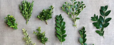 Вечнозеленые кустарники для дачи - лучшие растения — УНИАН