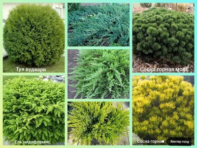 Вечнозеленые растения для сада: описание и фото-идеи