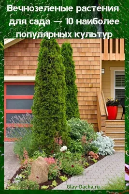 Сад хвойных растений - VILIYA PARK, Минская область | Официальный сайт