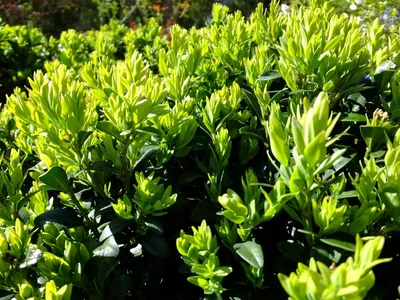 Самшит вечнозеленый Buxus sempervirens | Строим Сад