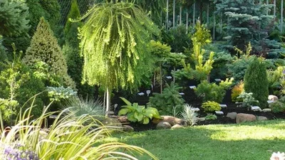 7 вечнозеленых растений для сада: фото и названия, какие посадить на даче |  ivd.ru