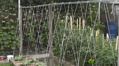 Вертикальный способ выращивания огурцов: подвязка, формировка, полив