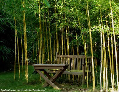 Бамбук растение - Морозостойкие виды бамбука