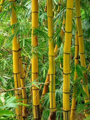 Самый высокий бамбук Moso