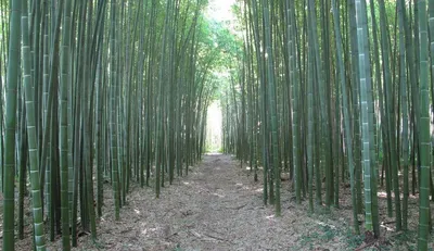 Бамбук в интерьере | Лайфхаки по строительству | Дзен
