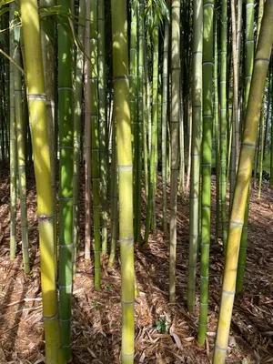 Как вырастить бамбук на подоконнике | ЖЁЛУДИ | Дзен