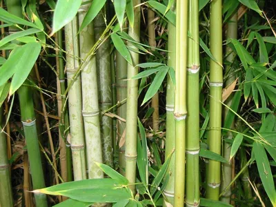Ткань бамбук – положительные характеристики и свойства материала |  www.podushka.net