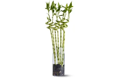 Бамбук. Неприхотливые растения для офиса и дома. Купить в Киеве