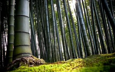 Феномен цветения бамбука (25 фото) » Невседома