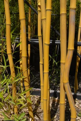 Как выращивать бамбук в домашних условиях: секреты ухода и необходимые  условия