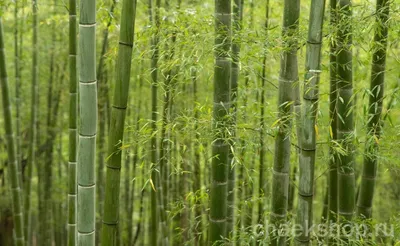 Морозостойкий садовый бамбук виды, где купить