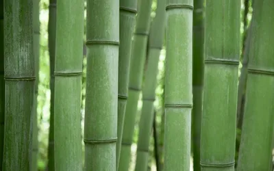 Как ухаживать за комнатным бамбуком - Agro-Market24
