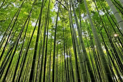 🪴🪴🪴Комнатный бамбук ! Неприхотливое вечнозеленое экзотическое растение,  декоративные виды которого прекрасно впишутся в любой домашний… | Instagram