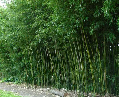 Бамбук Moso, морозостойкий, съедобный, ценная древесина, легко проращивать  семена купить недорого