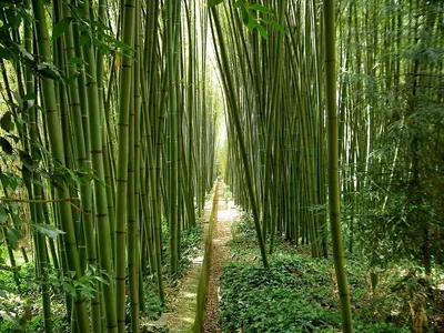 частичный вид на деревья бамбука Стоковое Фото - изображение насчитывающей  зеленый, перспектива: 248079180
