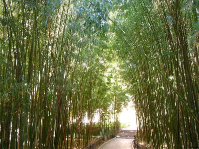Бамбуковые рощи в Японии – ценный ресурс или источник проблем? | Nippon.com