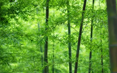 Новый онсэн в Курокава и 100 видов бамбука в парках Кумамото