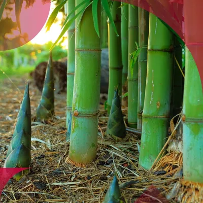Комнатный бамбук – уход, размножение и 32 фото в интерьере