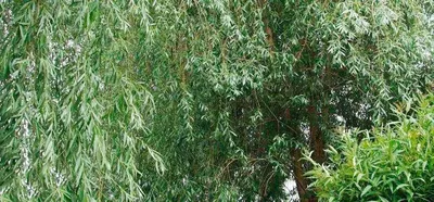 Необычные сорта ивы для изгородей, монопосадок и клумб | В цветнике  (Огород.ru)