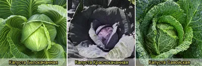 Виды капустных овощей фото фото