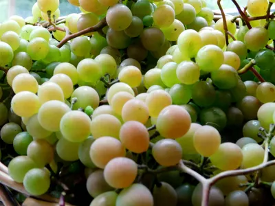 Виноград в саду фото фотографии