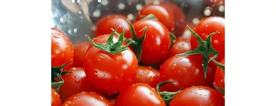 Обзор лучших сортов томатов