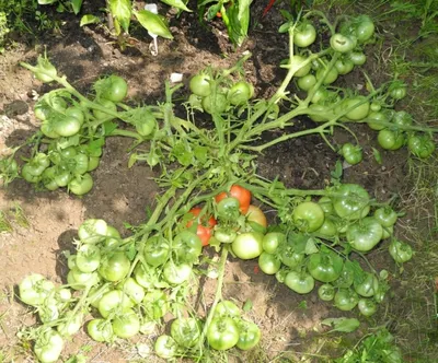 Стелющиеся томаты