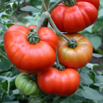 Овощи Томат или помидор | отзывы