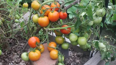 Сорта и выращивание томатов, форум, дневники - клуб помидороводов  tomat-pomidor.com