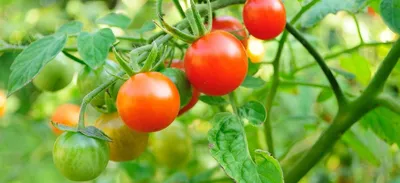 Растения - враги томатов. 6 растений, которые не высаживают рядом с томатами