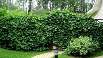 Принципы вертикального озеленения: Топ-10 плетистых и вьющихся растений для  сада
