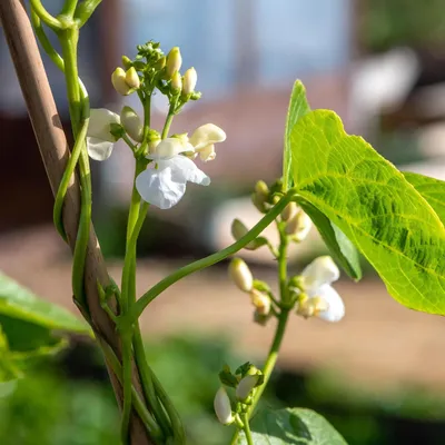Многолетние вьющиеся растения для беседки: фото — многолетние плетущиеся  растения для сада | Houzz Россия