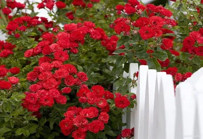 Как посадить плетистые розы, чтобы они цвели всё лето