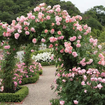 Strawberry Hill | Вьющиеся розы, Сад роз, Идеи для садового дизайна
