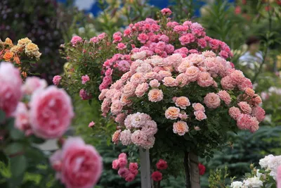 Вертикальное озеленение и плетистая роза | Цветы