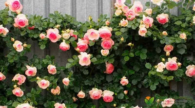 Как и где сажать плетистые розы для украшения участка: 6 выигрышных идей