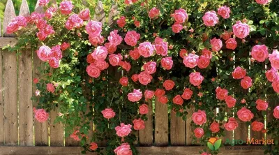 Великолепные вьющиеся розы: сделайте свой сад уникальным | цветы на даче. |  Постила