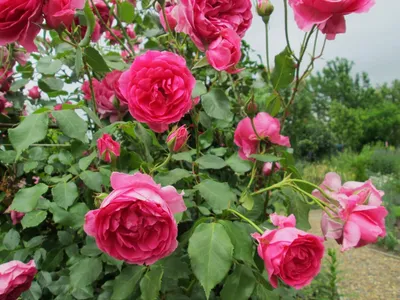 Розы в ландшафтном дизайне – мифы и реальность | В цветнике (Огород.ru)