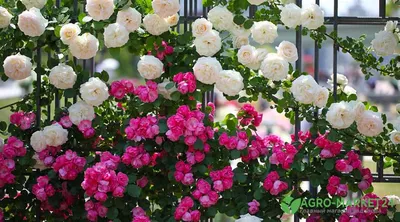 Вьющиеся розы в саду фото фото