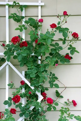 Садовые композиции с розами и сочетания сортов … | Композиции цветников,  Многолетние растения, Идеи озеленения