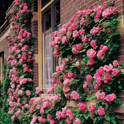 Вьющиеся розы: посадка и уход - HappyModern.RU | Rosas trepadoras, Flores  bonitas, Enredadera de rosas