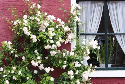 Дортмунд (Dortmund) купить саженцы вьющейся розы вьющиеся розы купить  саженцы морозостойкие плетистые розы купить