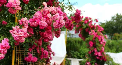 Фотографии красивых цветов розы в саду на даче