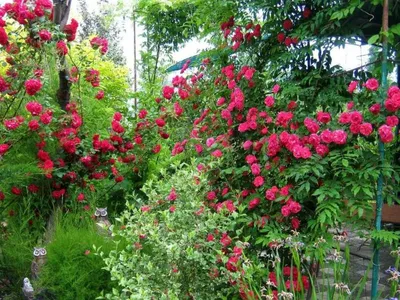 Роза плетистая. Сорта и особенности плетистых роз. - YouTube
