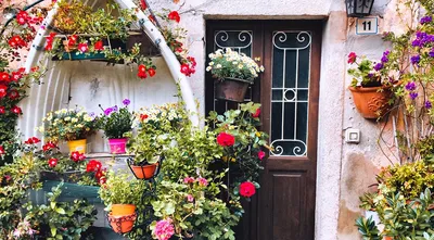 10 лучших быстрорастущих вьющихся цветов для забора, арок и шпалер на даче  (30 фото) | Дизайн участка (Огород.ru)