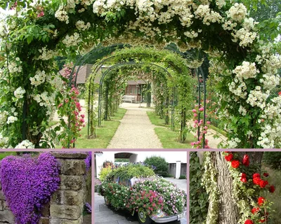 Живая стена в саду. Садовые ширмы из цветов — фото. | Любимые цветы